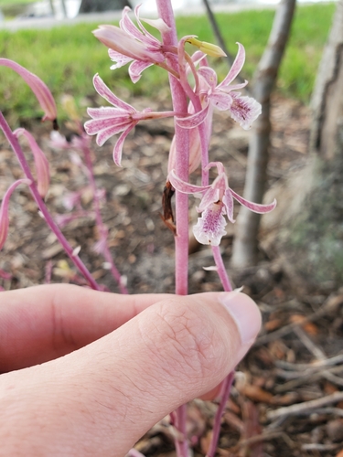 Eulophia graminea iNat (2)