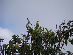 Pitangus sulphuratus