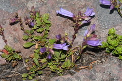 Penstemon davidsonii davidsonii