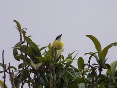 Pitangus sulphuratus