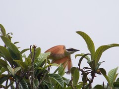 Pitangus sulphuratus