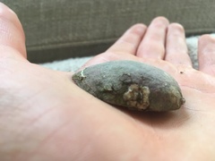 Venerupis largillierti