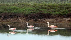 Phoenicopterus chilensis