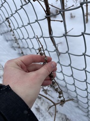Campanula rapunculoides