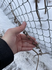 Campanula rapunculoides