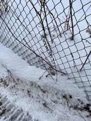 Campanula rapunculoides