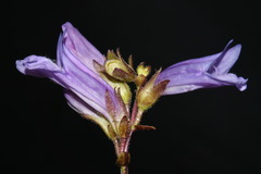 Penstemon davidsonii davidsonii