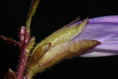 Penstemon davidsonii davidsonii
