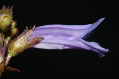 Penstemon davidsonii davidsonii