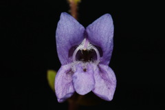 Penstemon davidsonii davidsonii