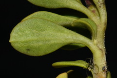 Penstemon davidsonii davidsonii