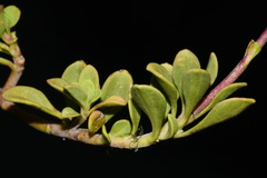 Penstemon davidsonii davidsonii
