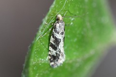 Nemapogon granella