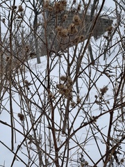 Arctium minus