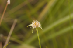 Rhynchospora barbata