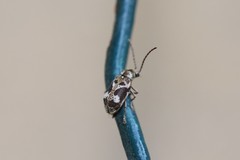 Ptinomorphus imperialis