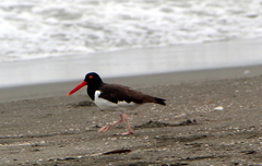 Haematopus palliatus