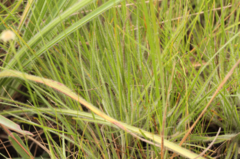 Rhynchospora barbata