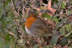 Erithacus rubecula