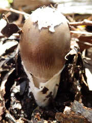 Amanita albovolvata
