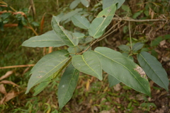 Ficus erecta
