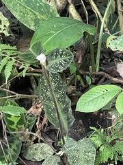 Goeppertia warszewiczii