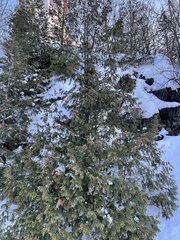 Thuja occidentalis