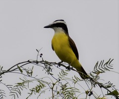 Pitangus sulphuratus