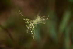 Setaria plicata