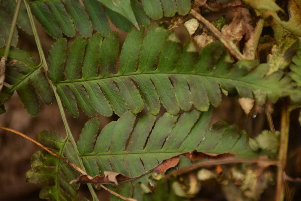 Dryopteris cochleata (Dryopteris cochleata)