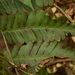 Dryopteris cochleata - Photo 由 Ran Dai 所上傳的 (c) Ran Dai，保留部份權利CC BY-NC