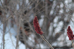 Rhus typhina