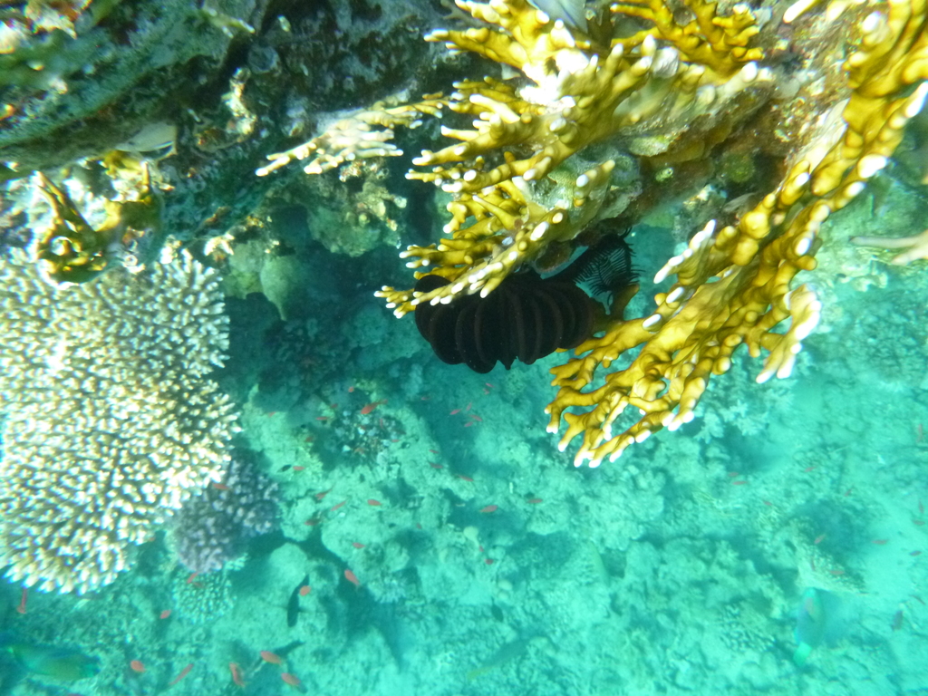 Capillaster multiradiatus