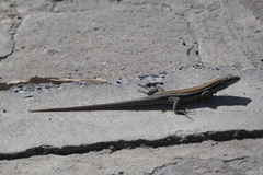 Gallotia caesaris gomerae