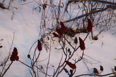 Rhus typhina