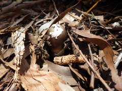 Amanita albovolvata