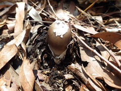 Amanita albovolvata