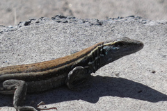 Gallotia caesaris gomerae