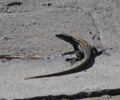 Gallotia caesaris gomerae
