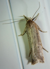 Gonioterma mistrella