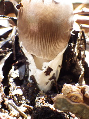 Amanita albovolvata