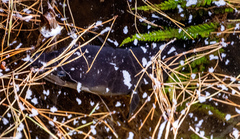 Anguilla dieffenbachii