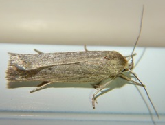 Gonioterma mistrella