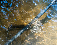 Anguilla dieffenbachii