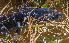 Anguilla dieffenbachii