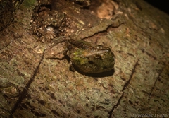 Cotylana angustifrons