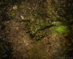 Stephanopis carcinoides