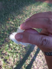 Ducula spilorrhoa