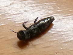 Agrilus