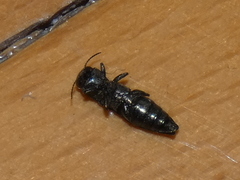 Agrilus